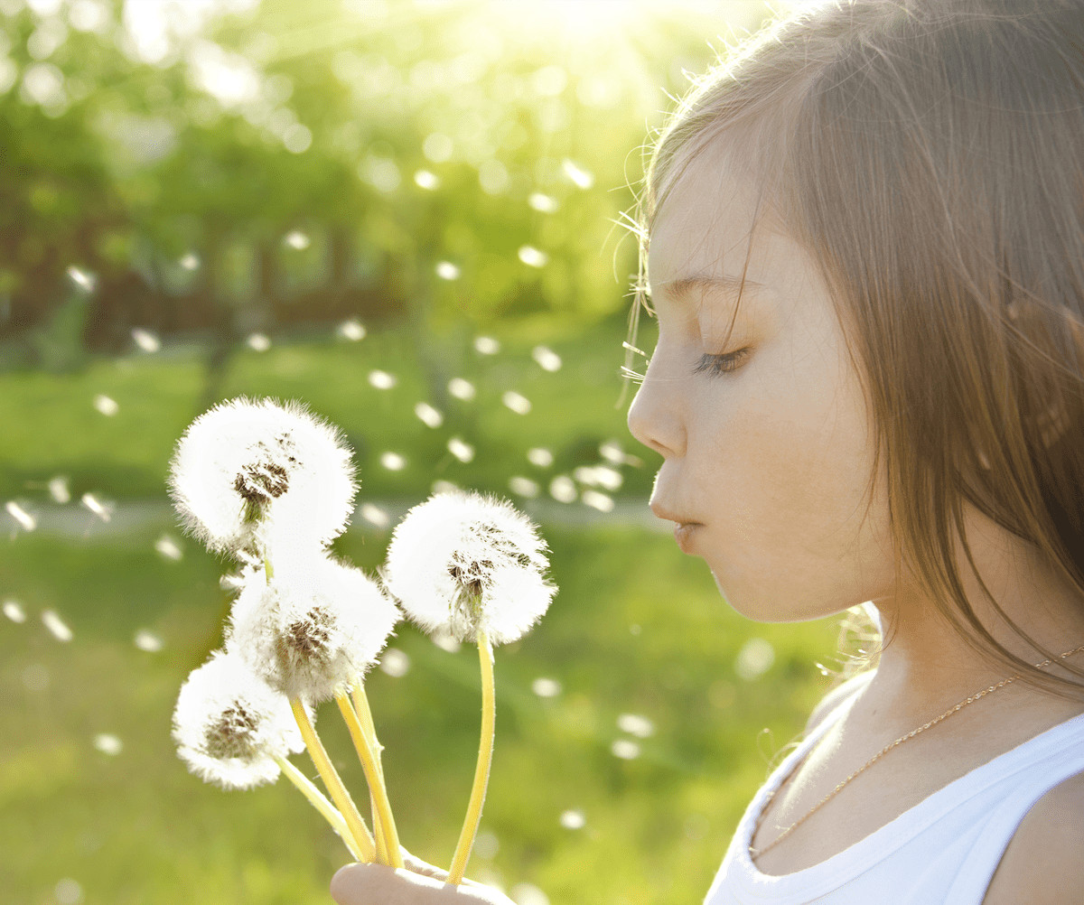 Dandelion